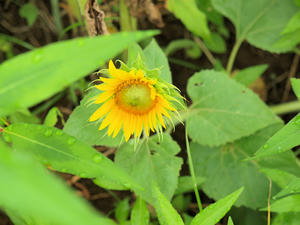 20100815_497shuusei.jpg