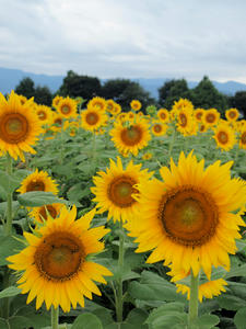 20100815_490shuusei.jpg