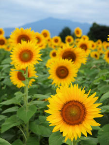 20100815_468shuusei.jpg