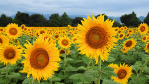 20100815_452shuusei.jpg
