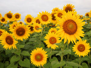 20100815_423shuusei.jpg