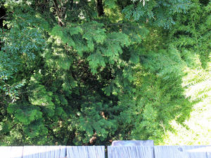 20100728_83shuusei.jpg