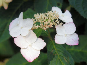 20100728_92shuusei.jpg