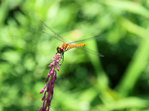 20100728_247shuusei.jpg