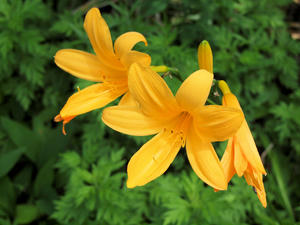 20100728_257shuusei.jpg