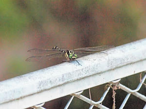 20100728_352shuusei.jpg