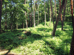 20100728_881shuusei.jpg