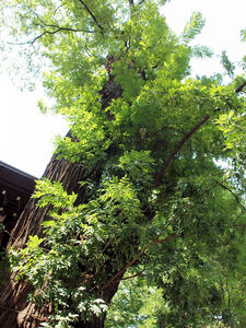 20100728_1088shuusei.jpg
