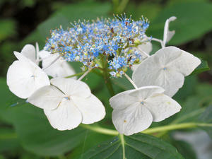 20100728_534shuusei.jpg