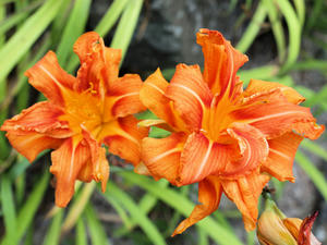 20100728_552shuusei.jpg