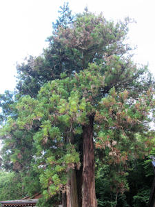 20100728_568shuusei.jpg