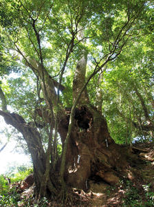 20100916_720shuusei.jpg