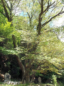 20100916_749shuusei.jpg