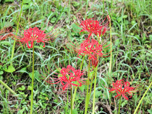 20100923_5shuusei.jpg