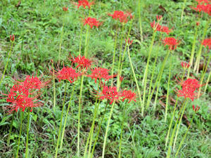 20100923_7shuusei.jpg