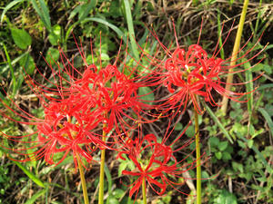 20100923_13shuusei.jpg