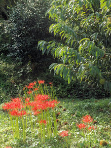 20100923_34shuusei.jpg