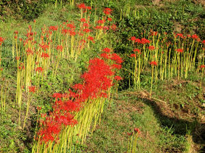 20100923_35shuusei.jpg