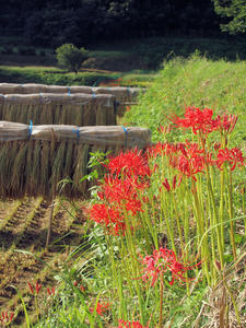 20100923_94shuusei.jpg