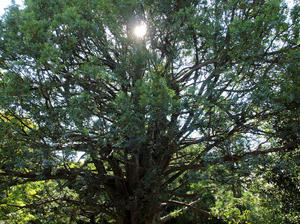 20100916_853shuusei.jpg