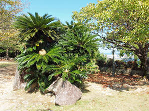 20100916_897shuusei.jpg