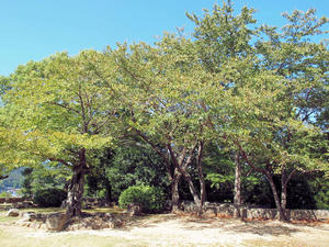 20100916_898shuusei.jpg