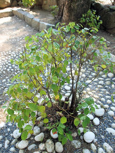 20100916_945shuusei.jpg