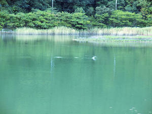 20100916_1183shuusei.jpg