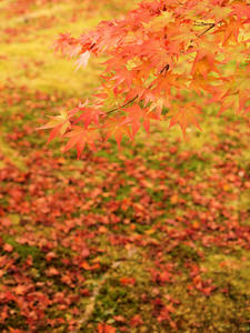 20101130_1482shuusei.jpg
