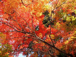 20101226_394shuusei.jpg