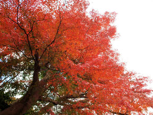 20101226_431shuusei.jpg
