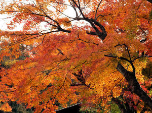 20101226_449shuusei.jpg