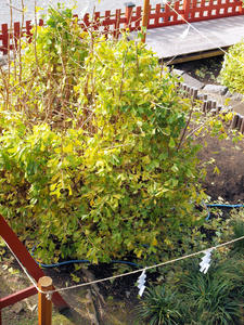 20101226_513shuusei.jpg
