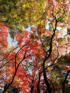 20101226_538shuusei.jpg