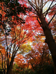 20101226_539shuusei.jpg