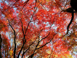 20101226_541shuusei.jpg