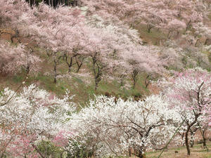 20100317_124shuusei.jpg