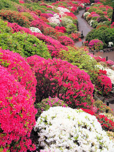 20100503_126shuusei.jpg