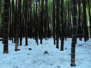 20110105_53shuusei.jpg