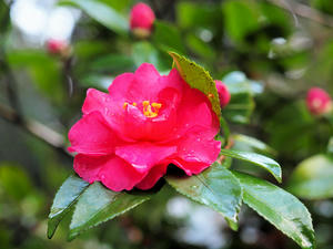 20110105_301shuusei.jpg