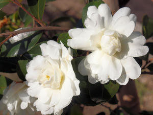 20110105_368shuusei.jpg