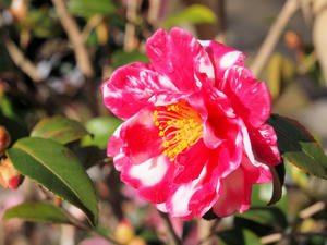 20110105_371shuusei.jpg