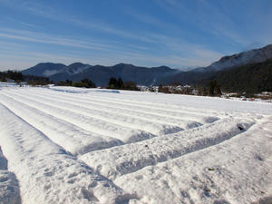 20110105_667shuusei.jpg