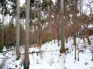 20110105_599shuusei.jpg