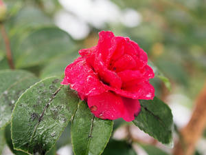 20110105_602shuusei.jpg