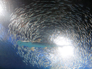 20110105_736shuusei.jpg