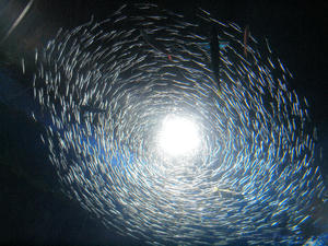 20110105_738shuusei.jpg