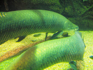 20110117_193shuusei.jpg
