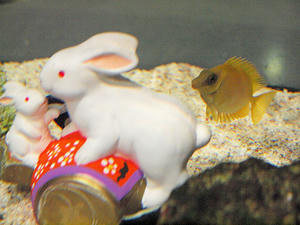 20110105_847shuusei.jpg