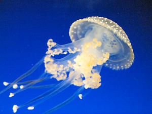 20110105_818shuusei.jpg